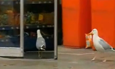 Antonio Fagundes chama Regina Duarte de ‘equivocada’ e atriz responde