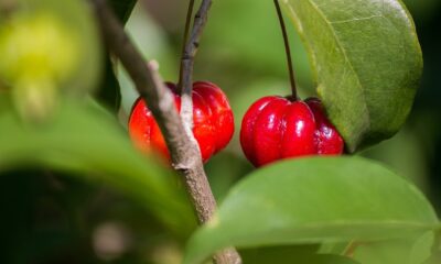 Pitangueira com poucas frutas? O problema pode estar na rotina de cuidados