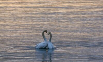 Unidos para sempre: os animais mais fiéis do mundo