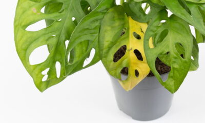 5 SINAIS de que suas PLANTAS precisam de mais NUTRIENTES