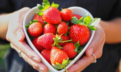 Plante morangos no apartamento! Seu guia completo para frutas frescas em casa