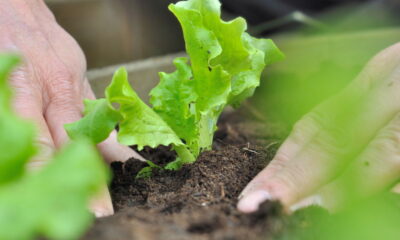 Você não precisa de quintal para cultivar alface americana fresca e crocante em casa