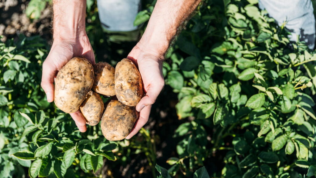 Dicas essenciais para plantar batata e garantir uma colheita farta