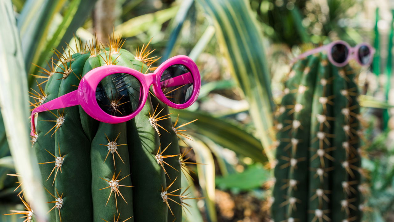 Cacto dentro de casa? Com o cantinho certo, ele vai amar!