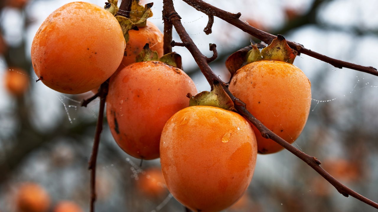 Como colher, armazenar e consumir caqui da melhor forma