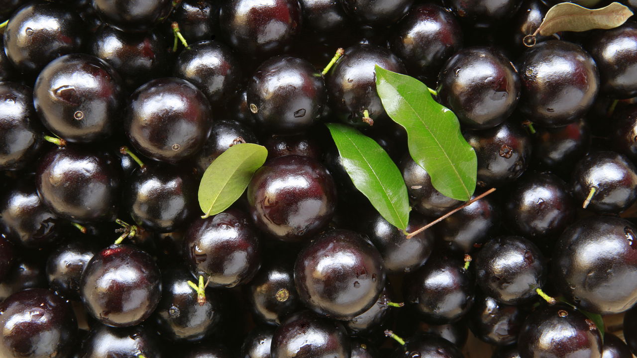 Quer colher mais? Turbinar sua jabuticabeira é mais fácil do que você pensa!