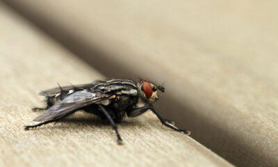Moscas? Só se for longe daqui com essa dica poderosa e baratinha