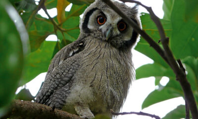 Corujas são símbolos de sorte, mas também de morte e mistério