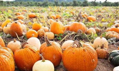 Polpa, casca e até mesmo as sementes: saiba como aproveitar tudo da abóbora