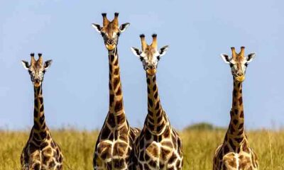 Conheça curiosidades sobre as girafas