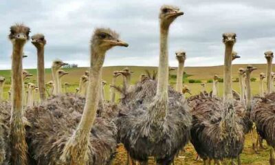 Descubra quais são as maiores aves do planeta