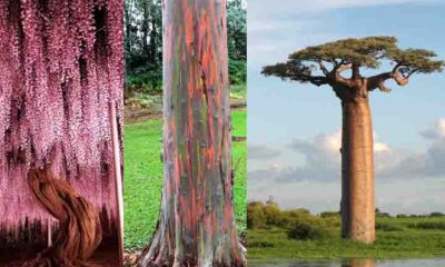 As árvores mais belas do mundo e por que elas se destacam