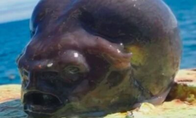 Pescador toma susto com peixe e viraliza:  ‘parece alienígena’