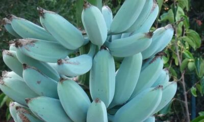 Banana azul existe: textura e sabor inesperados
