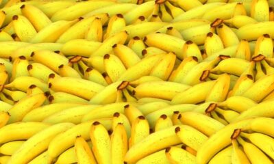 Banana mais consumida do mundo enfrenta ameaça, mas ciência busca solução