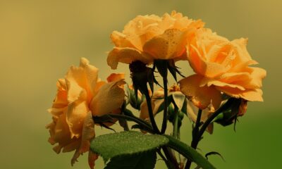 Estudo atesta que rosas não têm espinhos; entenda