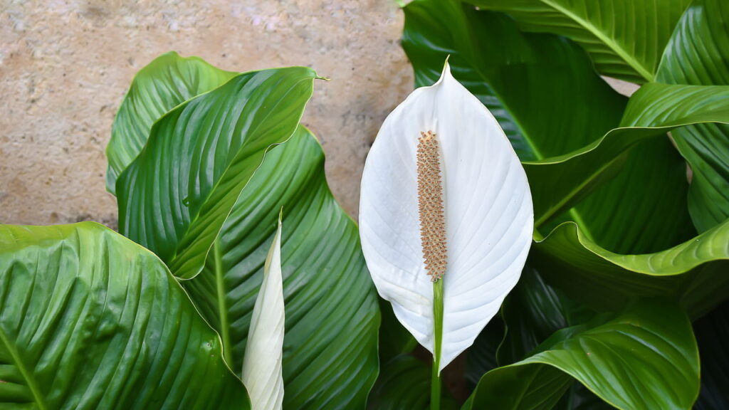 Marcia Sensitiva REVELA! Lírio da Paz mede a energia da sua casa!