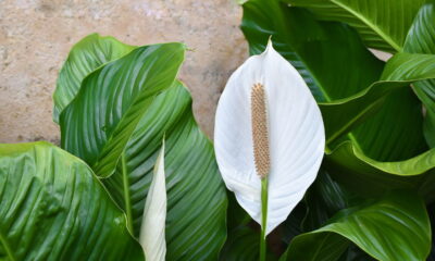 Marcia Sensitiva REVELA! Lírio da Paz mede a energia da sua casa!