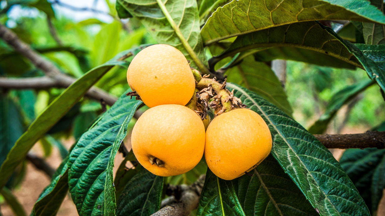 As dicas essenciais para cultivar nêsperas no seu jardim