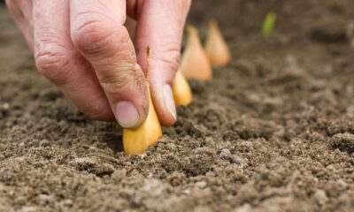 Cebola caseira mais saudável e saborosa com este guia simples
