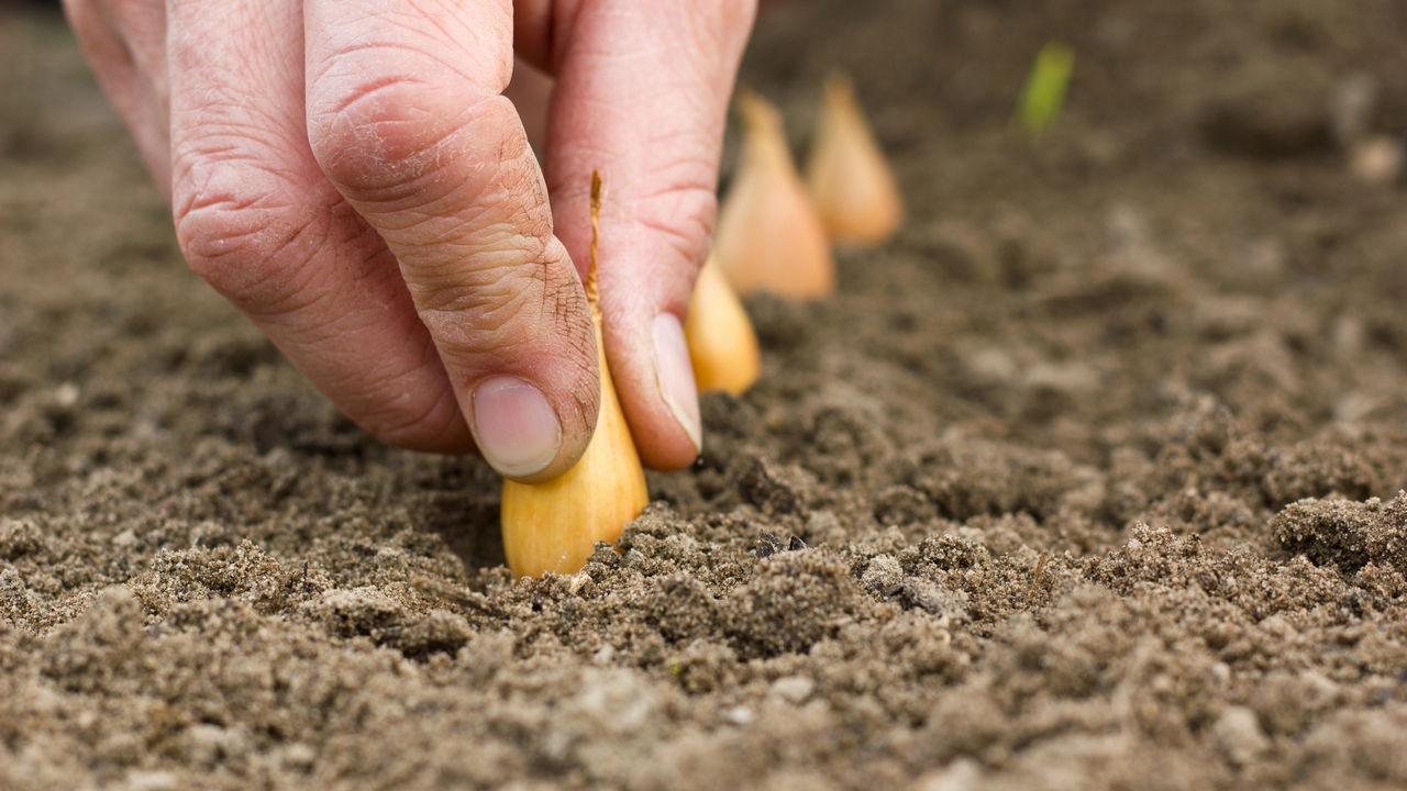Cebola caseira mais saudável e saborosa com este guia simples