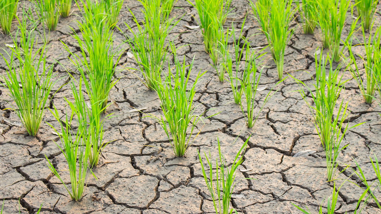 Brasil no top 10 das áreas mais atingidas por secas no mundo