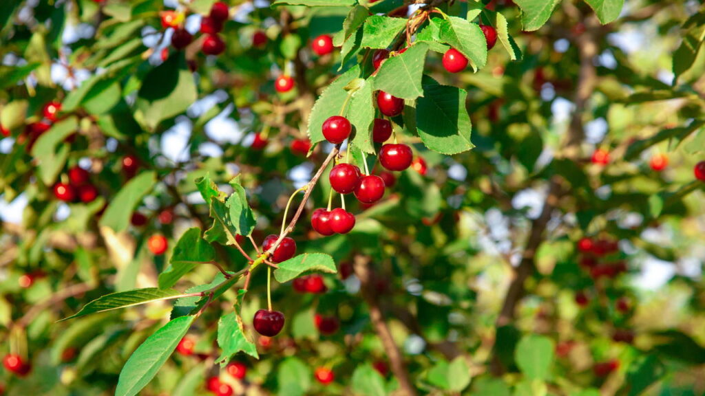 Faça da sua sacada um paraíso com essas 5 árvores frutíferas!