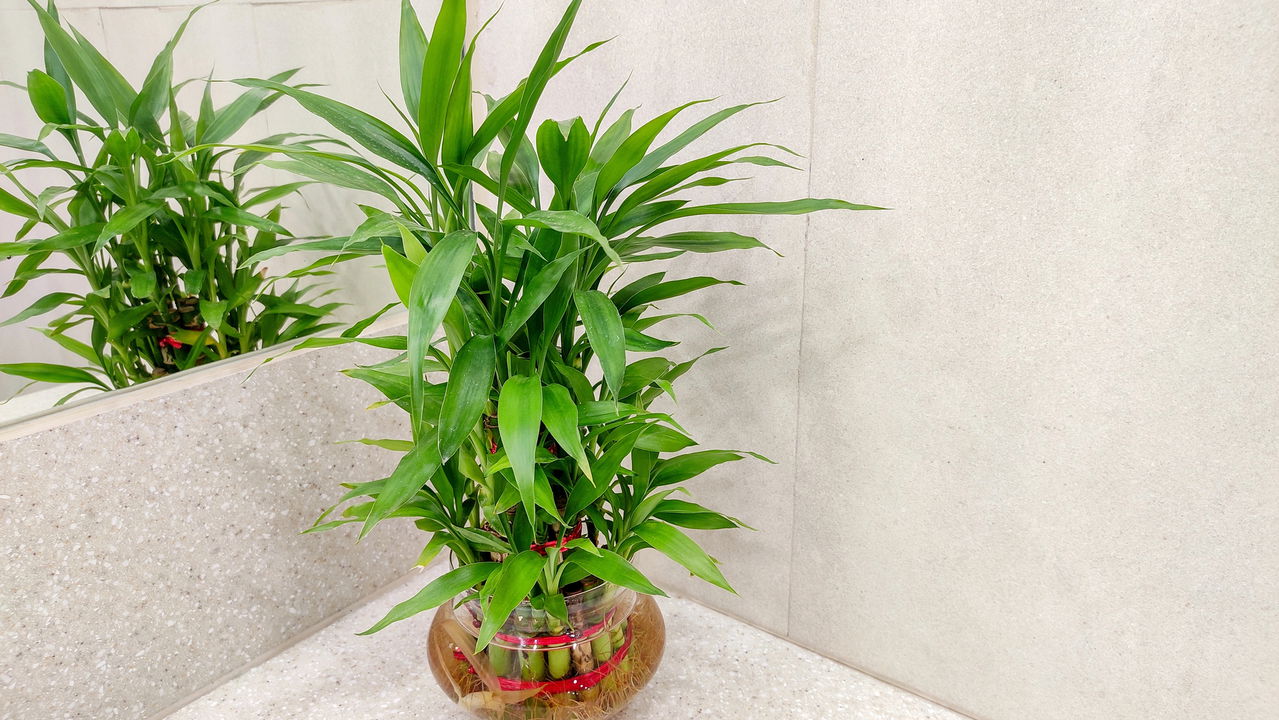 Transforme sua casa com plantas aquáticas! Veja como cultivar