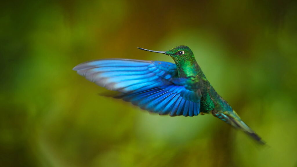 Atraia beija-flores e borboletas com essas plantas!
