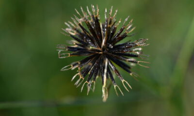 Erva daninha milagrosa! Picão-preto é solução para a icterícia
