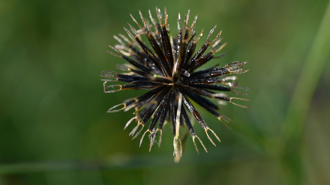 Erva daninha milagrosa! Picão-preto é solução para a icterícia