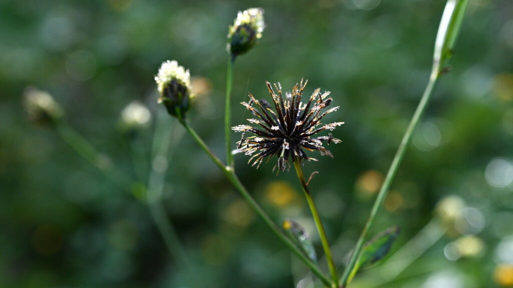 Erva daninha milagrosa! Picão-preto é solução para a icterícia