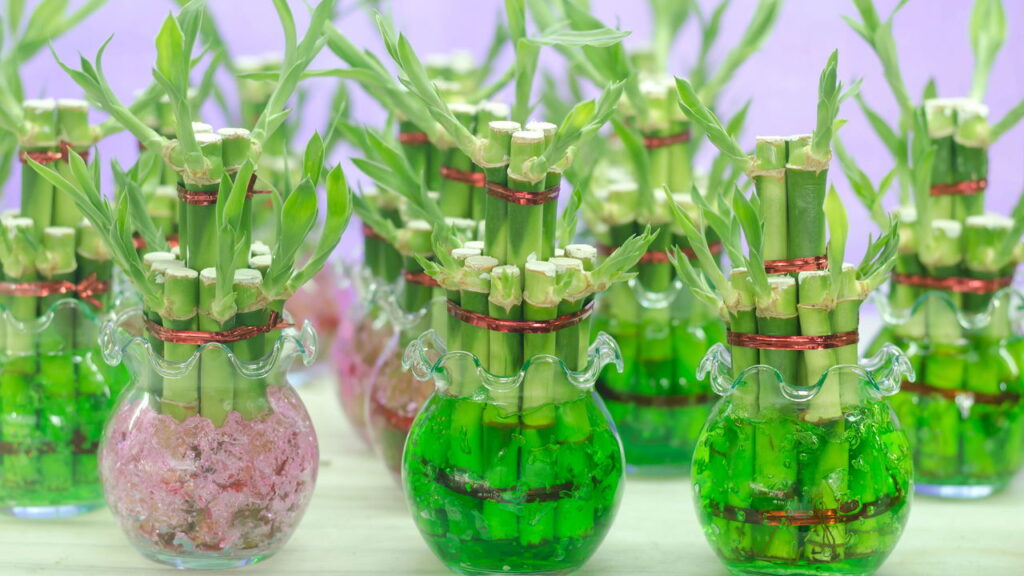Veja os 5 benefícios incríveis de ter bambu-da-sorte em casa!
