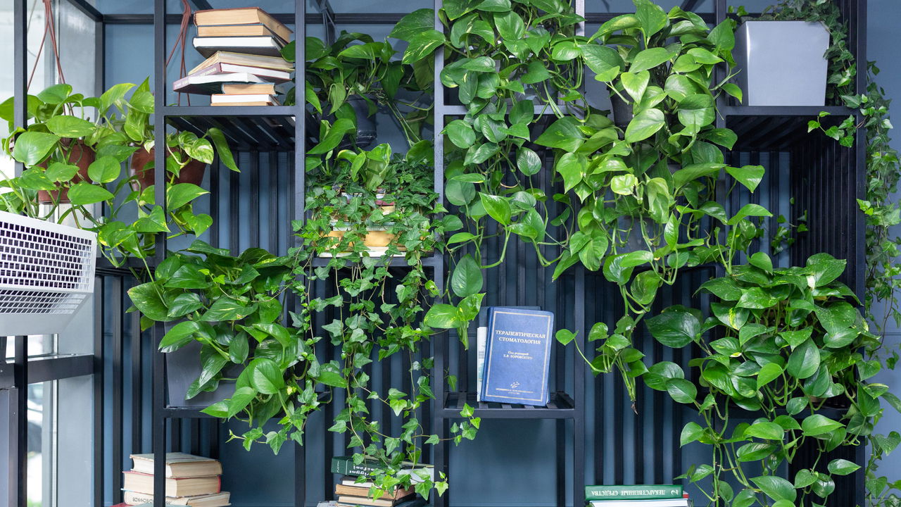 7 Plantas incríveis para sua casa que não dependem de sol