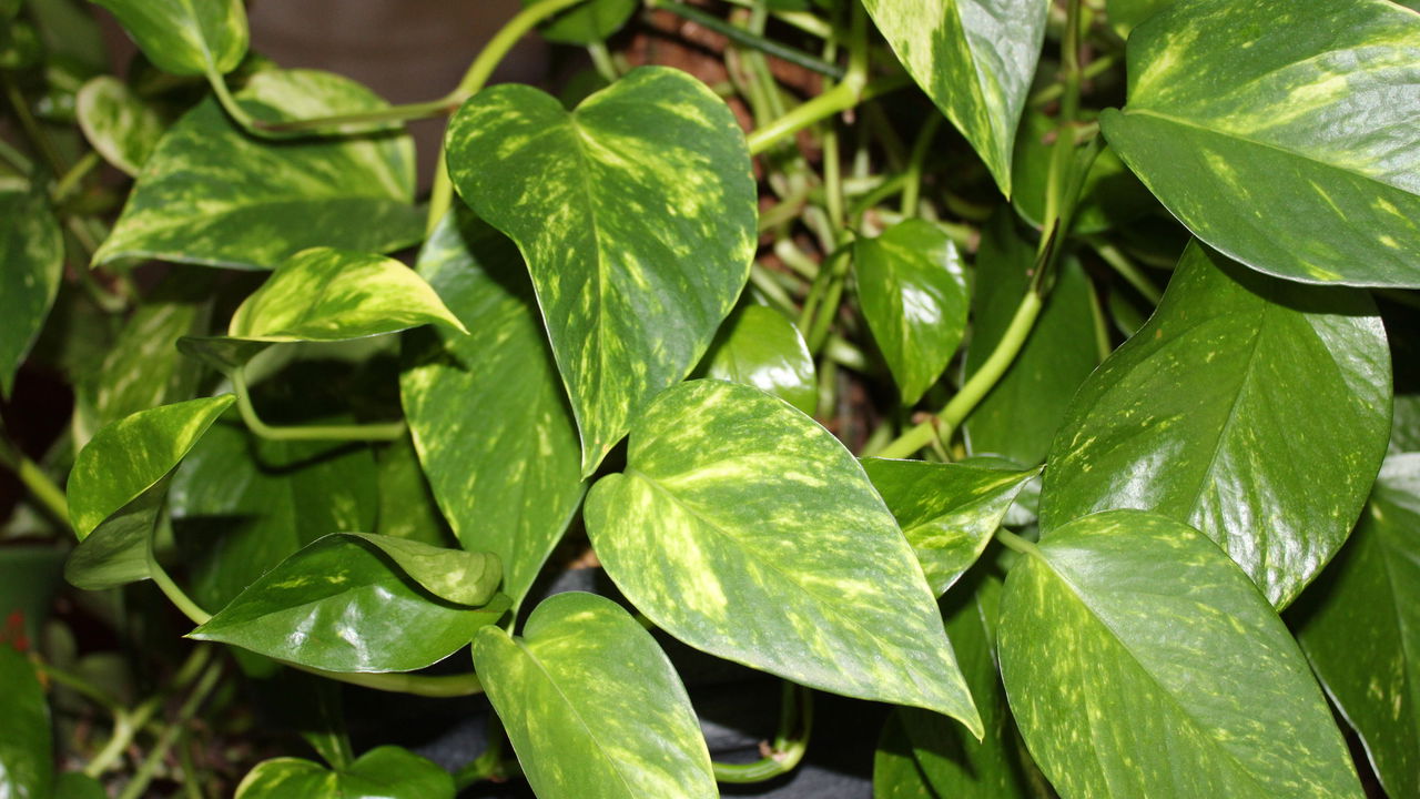 Tudo o que sua jiboia precisa está nesse adubo