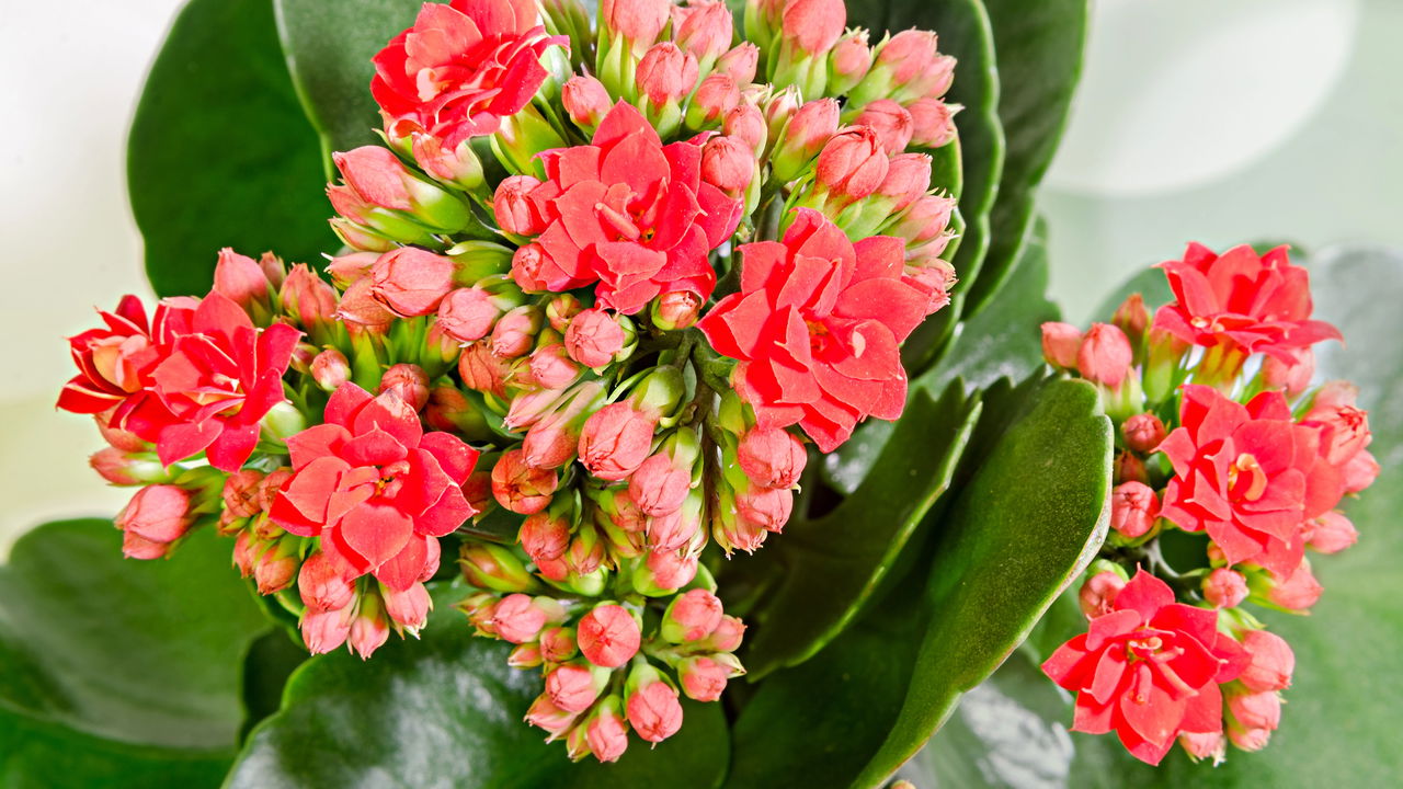 Kalanchoe! O segredo para plantar a flor da fortuna do jeito certo