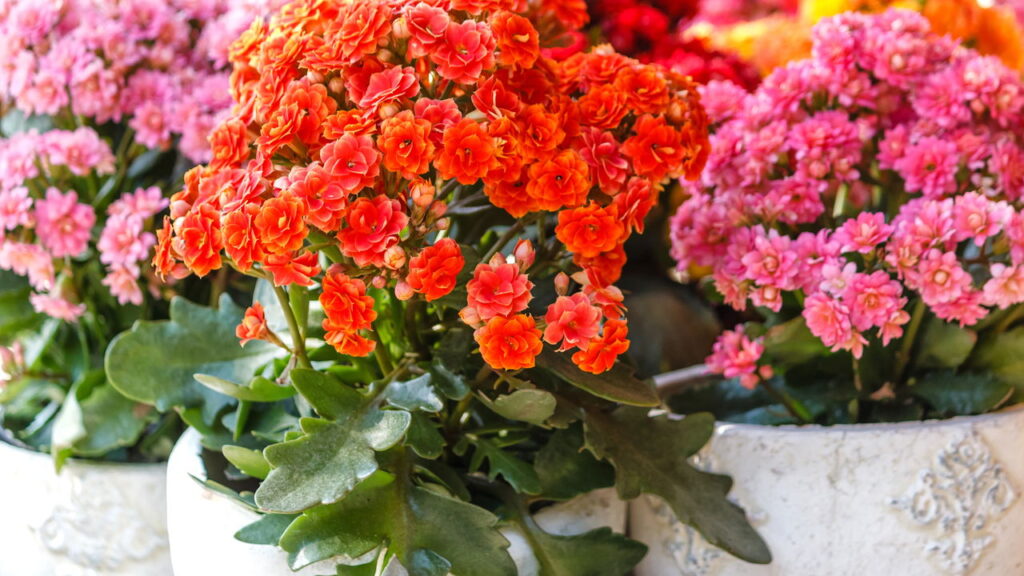 Kalanchoe! O segredo para plantar a flor da fortuna do jeito certo