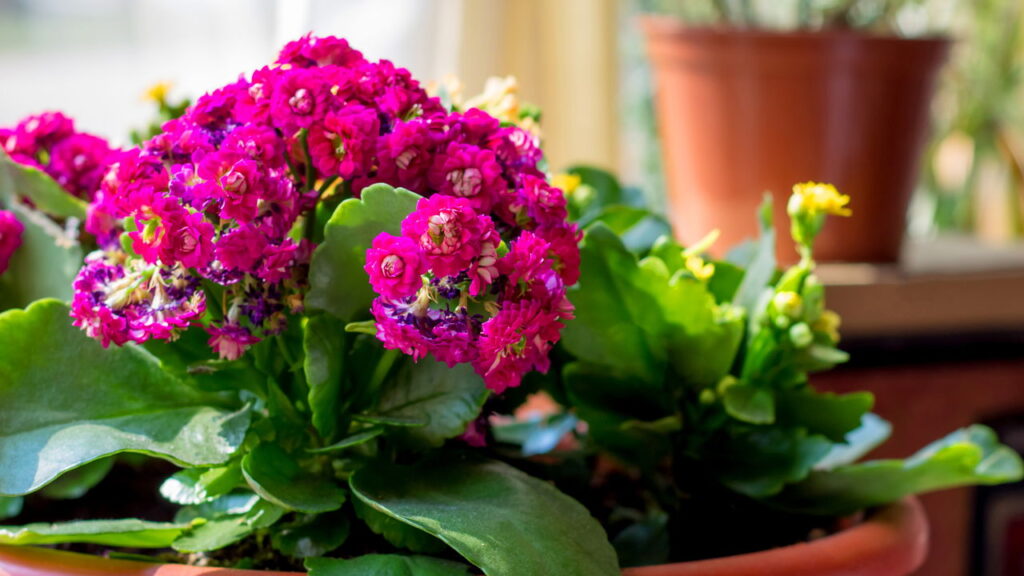 Kalanchoe! O segredo para plantar a flor da fortuna do jeito certo