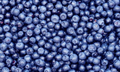 Você não vai acreditar como é fácil plantar MIRTILO