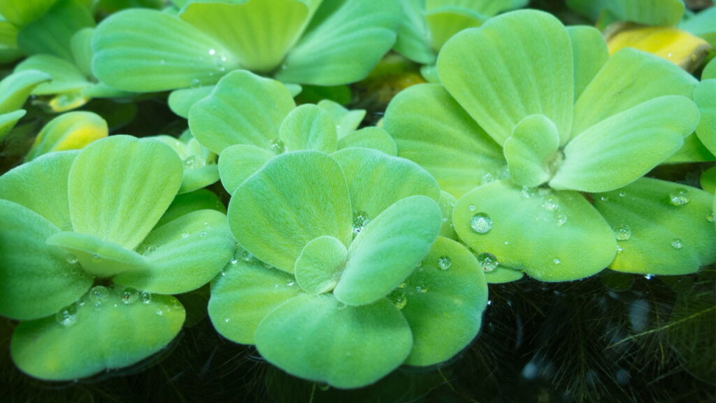 Transforme sua casa com plantas aquáticas! Veja como cultivar