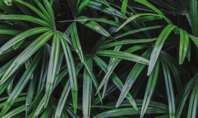 Quer uma Palmeira ráfia incrível? Veja 5 PASSOS para crescer rápido!