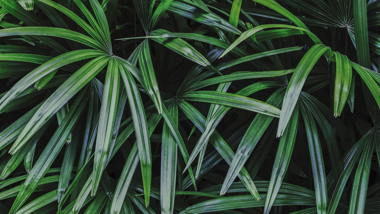 Quer uma Palmeira ráfia incrível? Veja 5 PASSOS para crescer rápido!