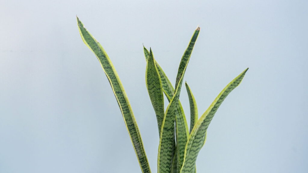 O segredos para fazer sua espada-de-São-Jorge bombar!