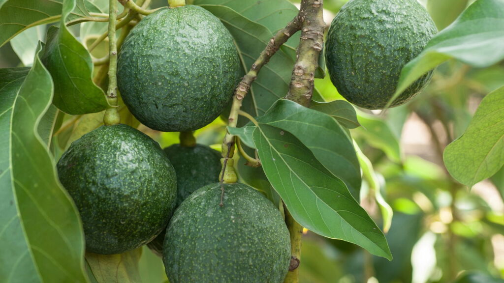 Folha de abacate! Veja o poder oculto desse chá medicinal