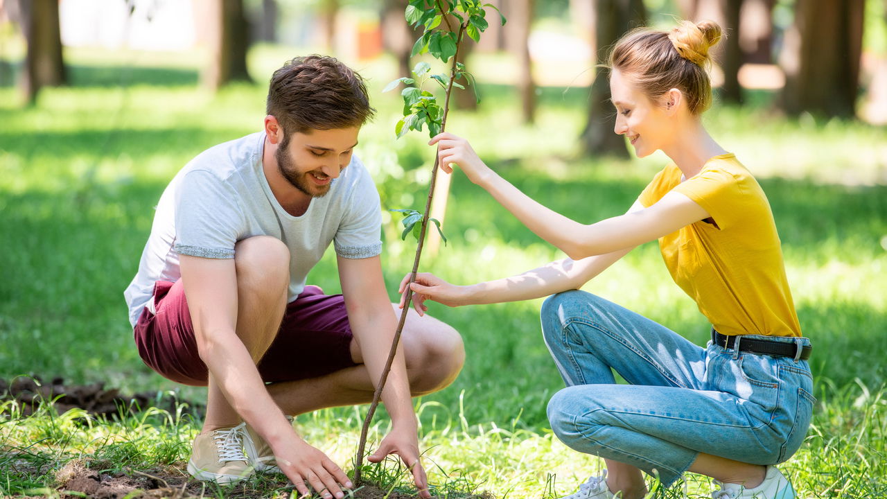 A árvore frutífera perfeita para sua calçada está aqui!