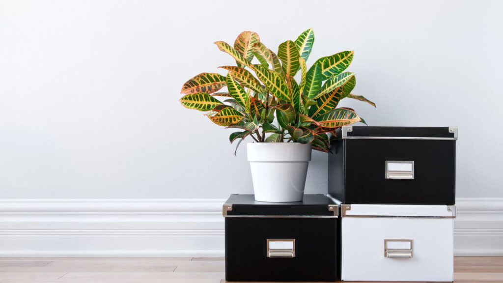 7 dicas de ouro para organizar a casa morando sozinho