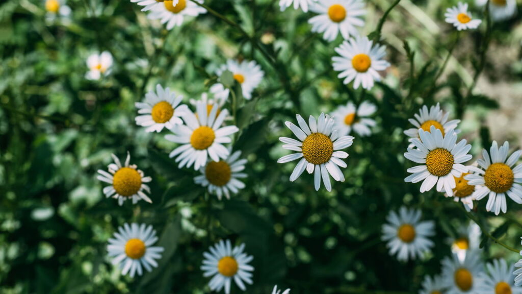 Durma profundamente com este chá natural simples!