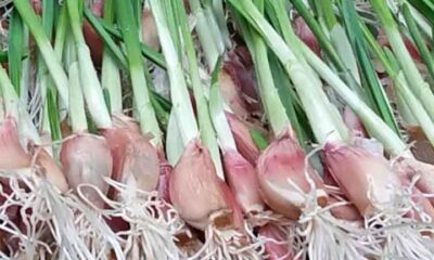 Alho é “mestre dos temperos” e conta com benefícios para a saúde