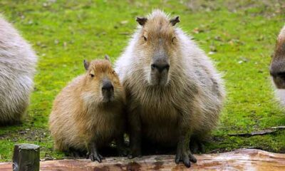 Capivaras cativam o público, mas podem ser perigosas