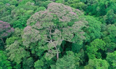Estudo revela espécie de árvore que se favorece com raios